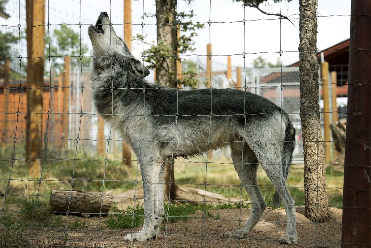 An older wolf, one of 20 wolves at the Colorado Wolf and Wildlife Center, howls in response to students and others participating in a group howl on June 27 in Divide. Photo by Jamie Cotten / Colorado College